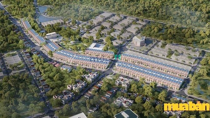 Đại Từ Golden Silk