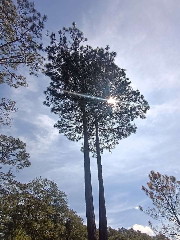 Nhà nguyên căn cho thuê phường 7, Đà Lạt 200m² - View đồi lý tưởng