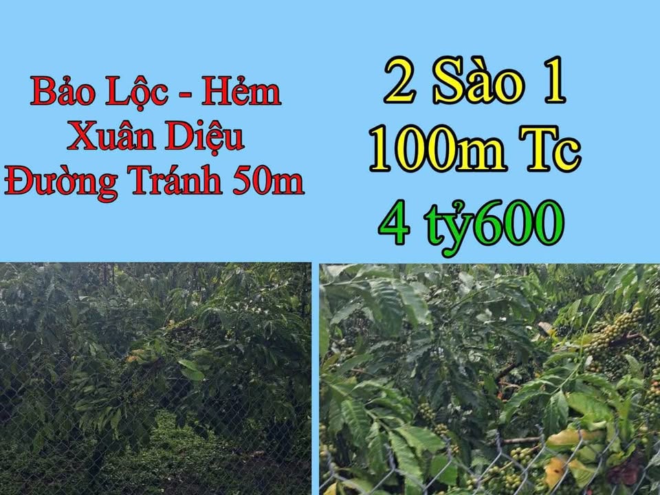 Bán vườn 2 sào 1 tại Xuân Diệu, Bảo Lộc - Giá 4.6 tỷ, chính chủ!
