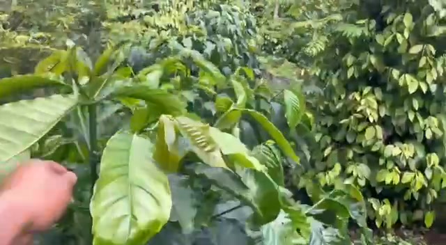 Đất nền Trường Xuân Đắk Nông 1ha giá 1.4 tỷ - Tiềm năng phát triển lớn!