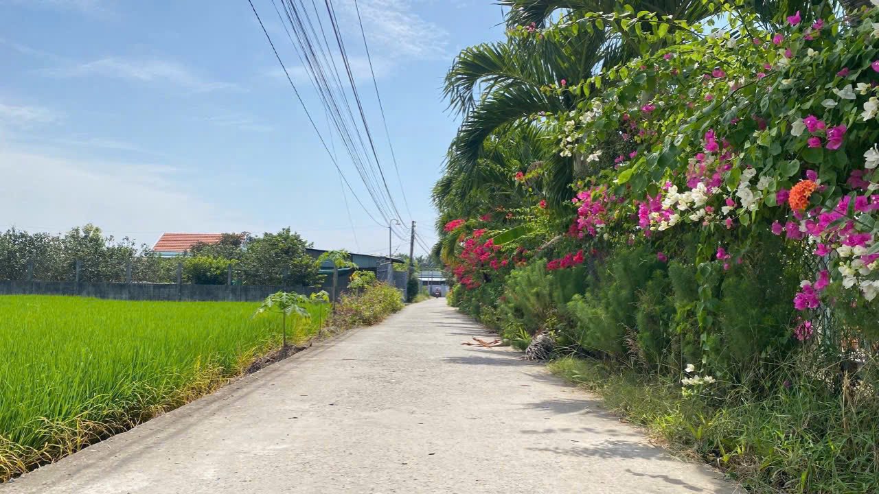 Đất thổ cư 250m² đường Trần Thị Bông, Tân Trụ - Sổ hồng sẵn, chỉ 790 triệu!