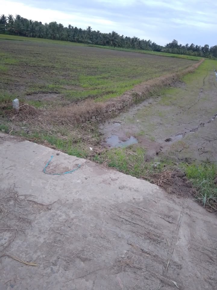 Đất ruộng cho thuê tại Ấp Xoài Thum, Trà Cú, 70,000m² - Thích hợp trồng dưa, nuôi cá!