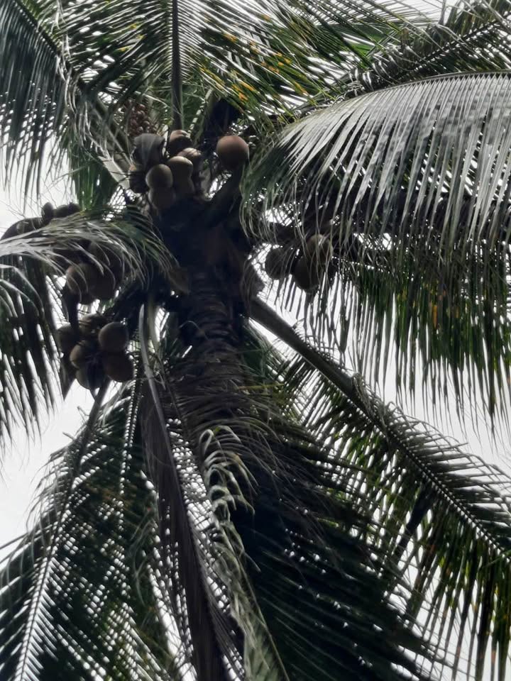 Đất vườn dừa 9 công tại xã Tân Thành Bình giá chỉ 350 triệu - Cơ hội đầu tư tuyệt vời!