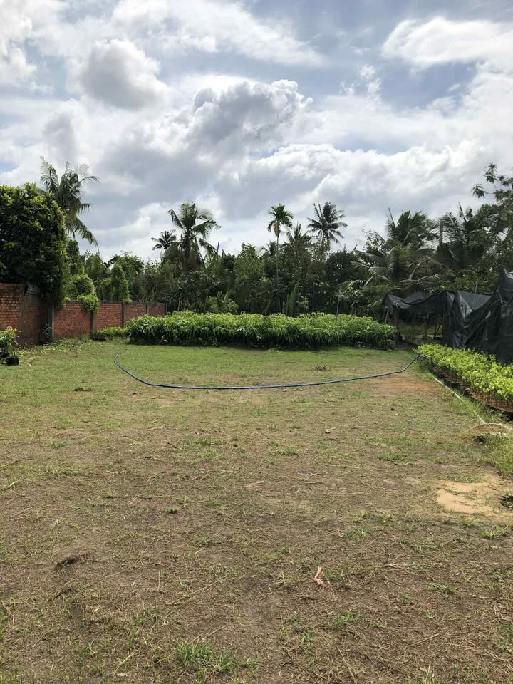 Đất Thổ Cư 1200m² Phú Sơn, Chợ Lách, Bến Tre - Giá Cực Tốt 1,2 Tỷ