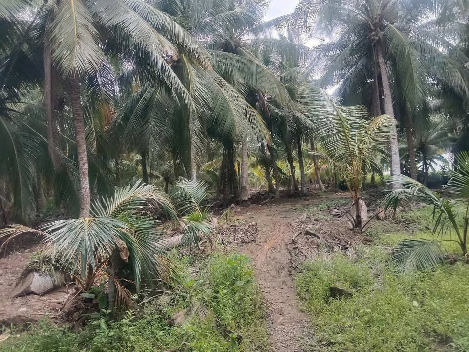 Đất vườn dừa 2354m² xã Phú Long, Bình Đại - Giá chỉ 350 triệu