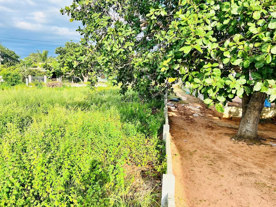 Đất thổ cư 100m² tại thôn Thiện An, Phan Thiết 1295m² - Giá chỉ 1 tỷ!