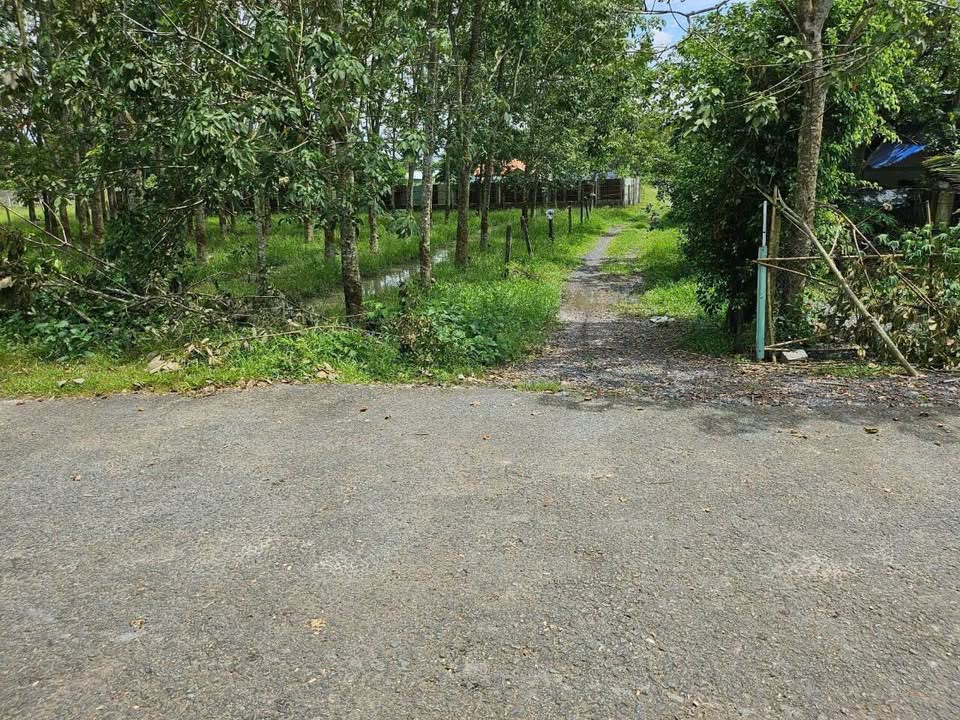 Đất vườn Phú Mỹ Hưng Củ Chi 500m² giá chỉ 1.06 tỷ - Đầu tư sinh lời ngay!