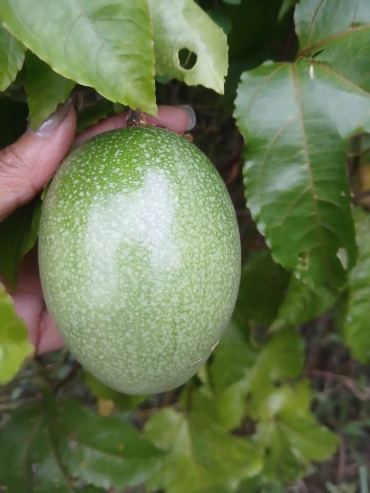 Đất nền Phường Mỹ Hưng, Mỹ Tho 189m² giá 850 triệu - Cơ hội đầu tư hiếm có!