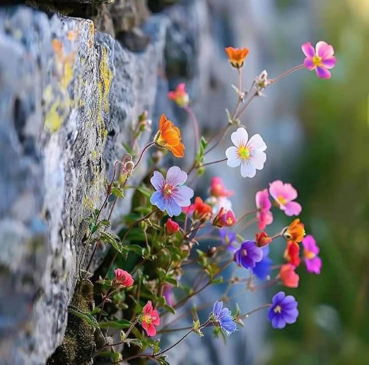 Đất nền đường Vạn Kiếp, phường 8, Đà Lạt 68m² giá 780 triệu - Đầu tư sinh lời!