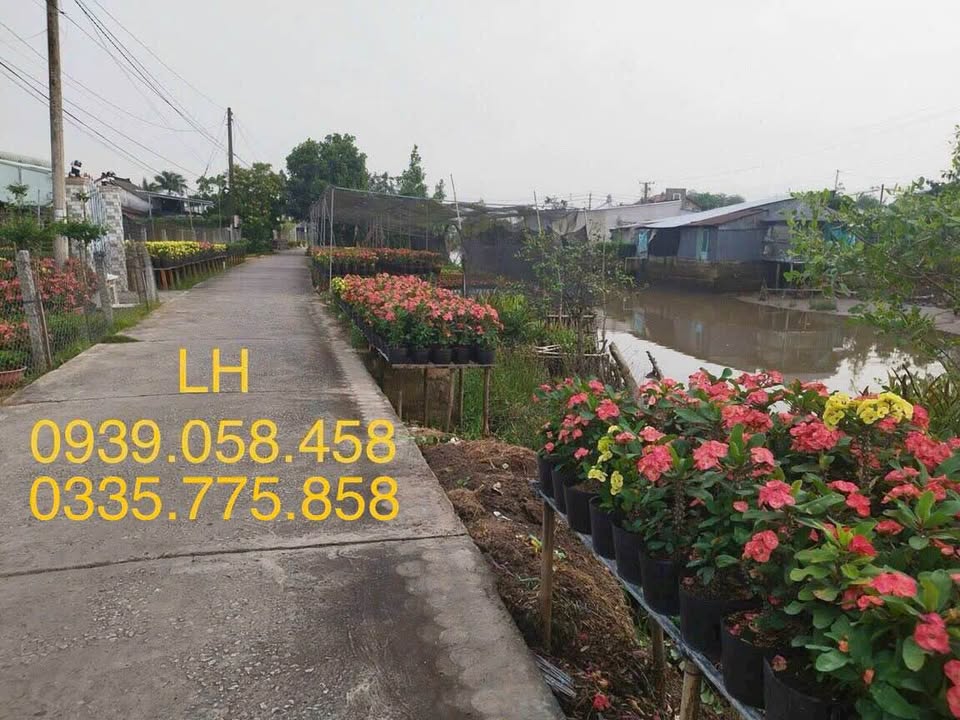 Nhà cấp 4 cũ đường Phạm Hồng Thái, 308,1m² - Tiện ích đầy đủ, giá 1 tỷ!