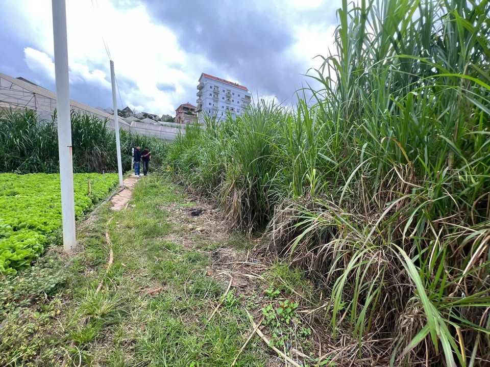 Đất nền Hàn Thuyên, Đà Lạt 58.6m² giá 1.2 tỷ - Đầu tư sinh lời ngay!