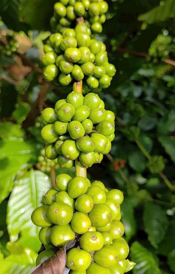 Đất nền Lộc Phát Bảo Lộc 1806m² giá 1.6 tỷ - Quy hoạch đất ở, pháp lý rõ ràng!