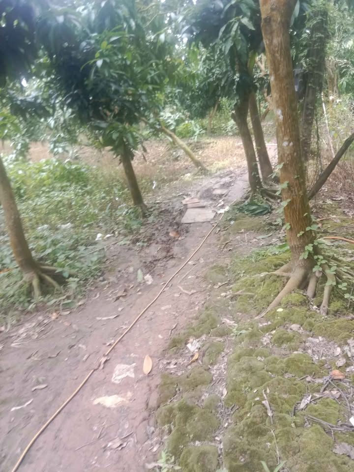 Đất vườn xoài tại Hòa An, Cao Lãnh 2105m² giá 1.05 tỷ - Cơ hội đầu tư tốt!