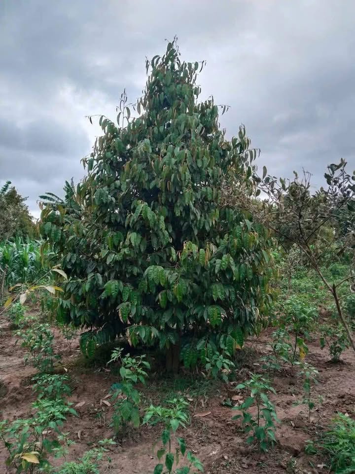 Đất nền Phú Xuân Krông Năng 7900m² giá 1.2 tỷ - Đầu tư sinh lời ngay!