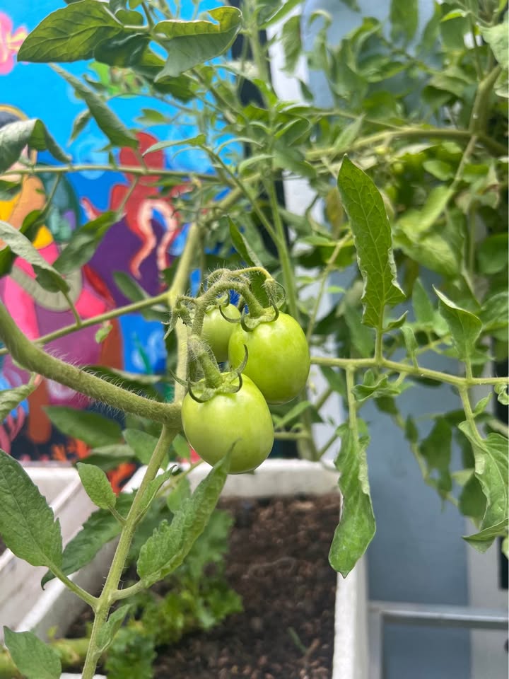 Đất nền xã Trung Hiệp, Vũng Liêm, Vĩnh Long 3000m² giá chỉ 180 triệu - Cơ hội đầu tư lý tưởng!