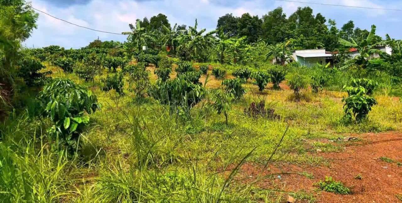 Đất Hưng Lộc Thống Nhất Đồng Nai 2000m² giá 600 triệu - Đầu tư sinh lời ngay!