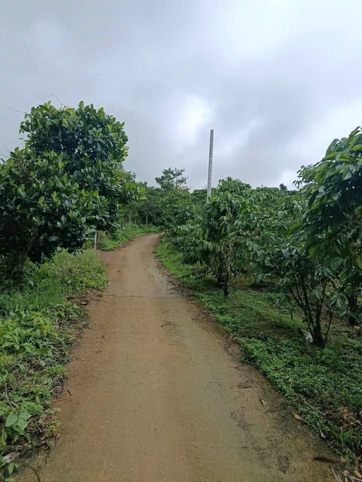 Đất nền xã Đại Lào, Bảo Lộc 9245m² giá 3.5 tỷ - Cơ hội đầu tư hấp dẫn!