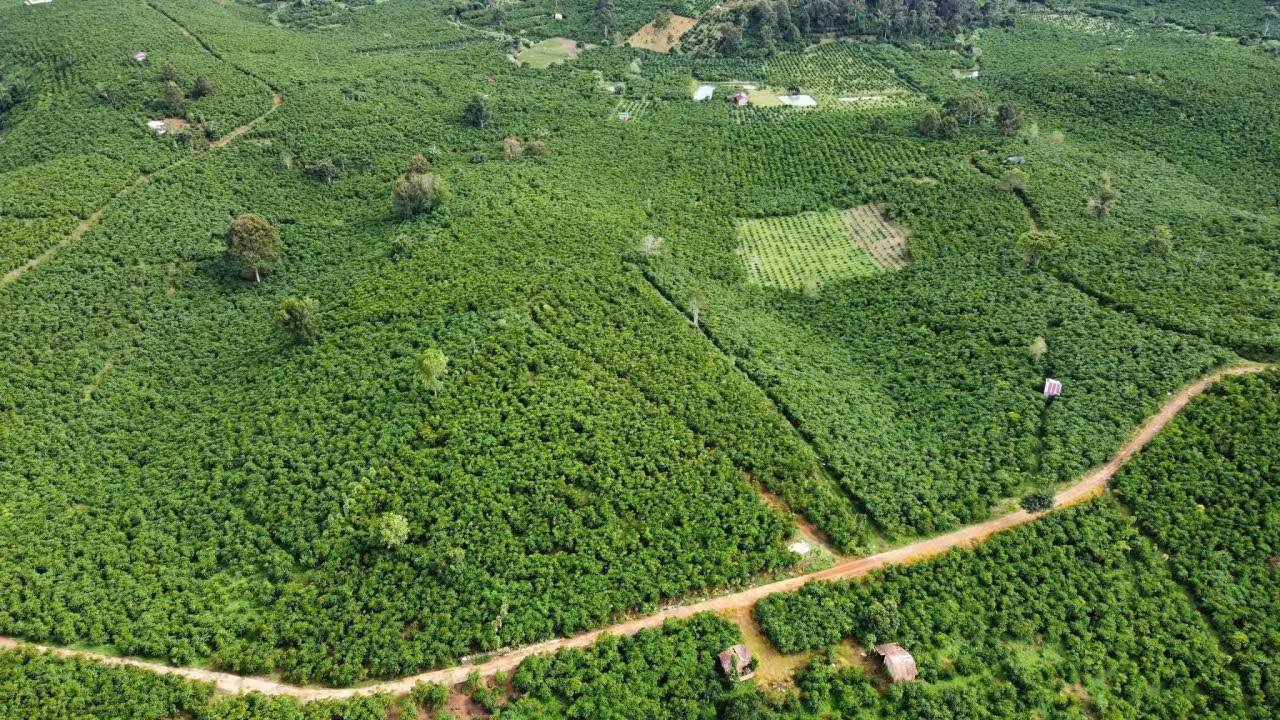 Đất nông nghiệp 3ha tại Đoàn Thị Điểm, Bảo Lộc - Sổ đỏ chính chủ, giá 5.6 tỷ!