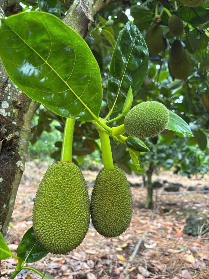 Đất thổ cư Phú Thịnh Tân Phú 4797m² giá chỉ 1.55 tỷ - Cơ hội đầu tư tuyệt vời!