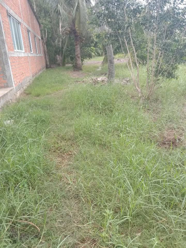 Đất vườn Tân Bình, Tân Trụ, Long An 2500m² giá 2.3 tỷ - Đầu tư sinh lời!