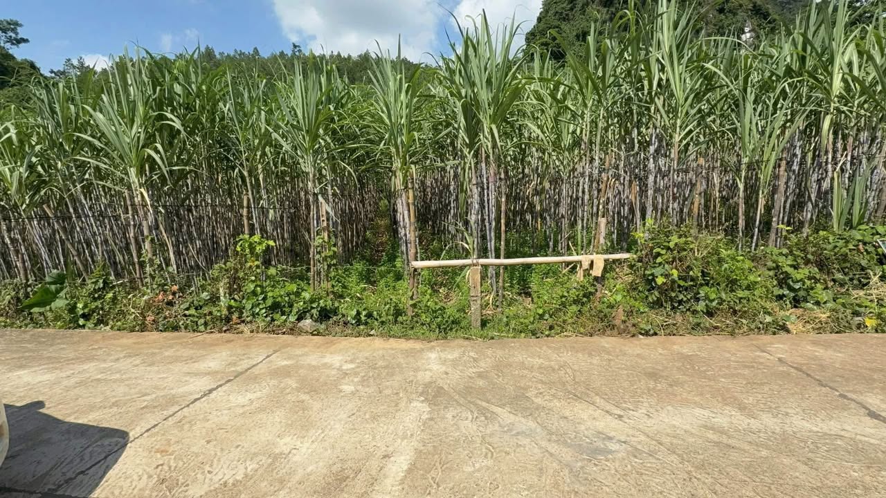 Đất mặt tiền Mỹ Hòa Tân Lạc 2200m² giá 1.1 tỷ - Cơ hội đầu tư hấp dẫn!