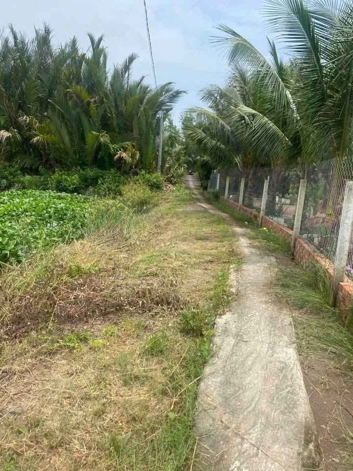 Đất lúa 3090m² tại Tân Chánh, Cần Đước - Giá 648.9 triệu, chính chủ bán gấp!