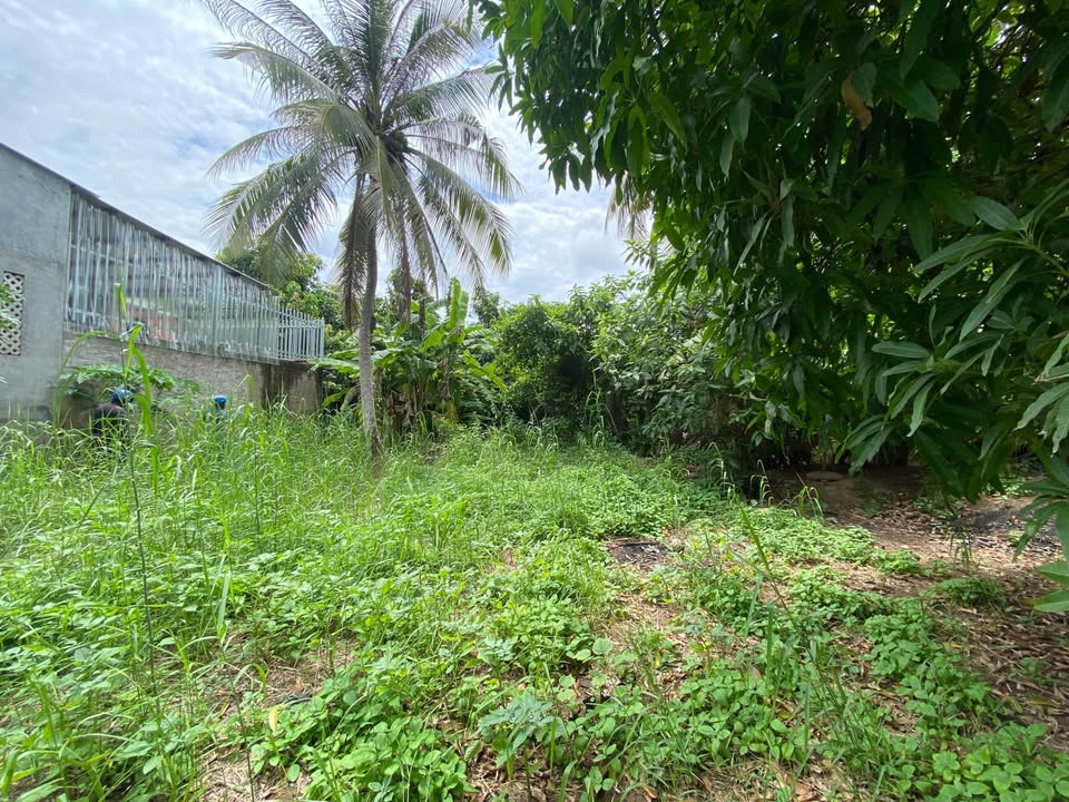 Đất nền liền kề Ven Sông Hồ Cử, Cao Lãnh 451m² giá 3.2 tỷ - Cơ hội đầu tư tuyệt vời!