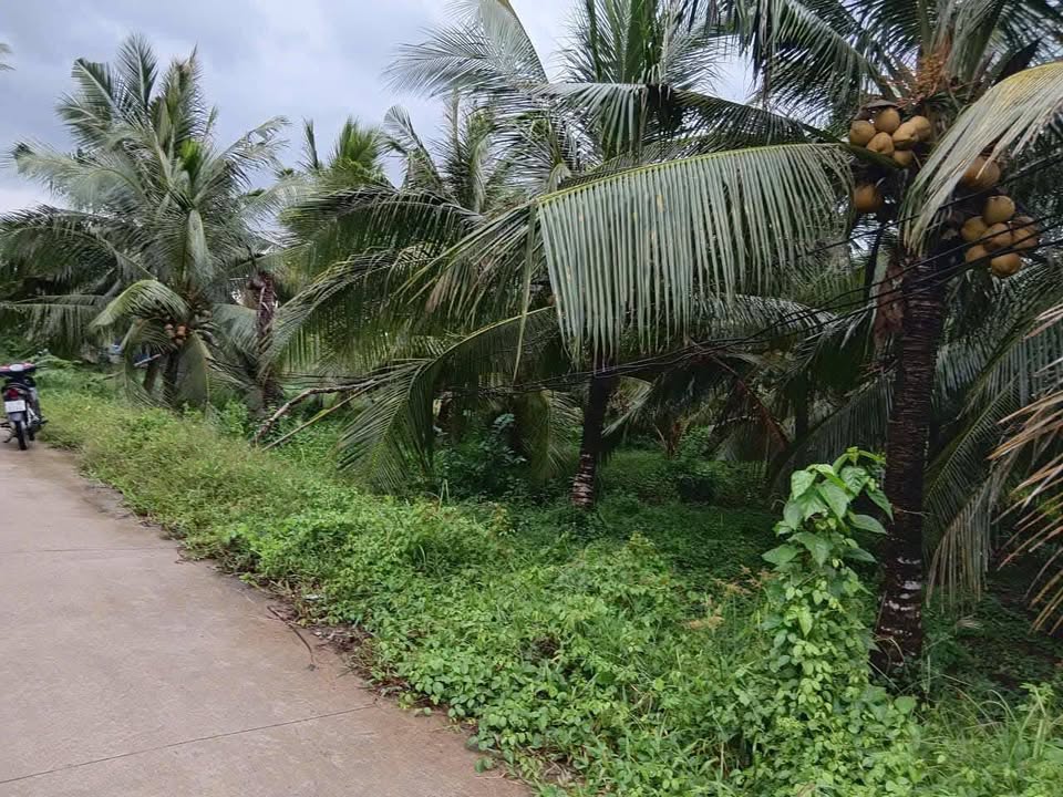 Đất vườn dừa 6.300m² tại xã Quới Điền, huyện Thạnh Phú - Giá chỉ 1.89 tỷ VND!
