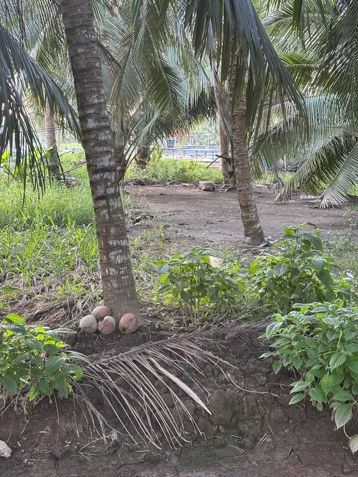 Đất mặt tiền đường Đan 20x50m giá 600 triệu - Chính chủ bán gấp!