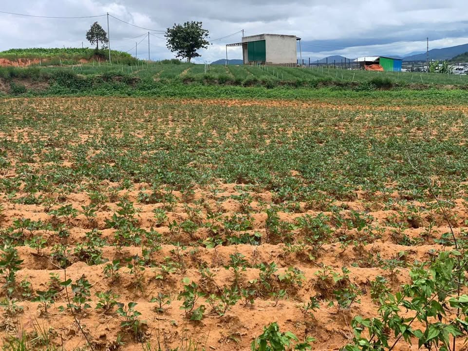 Đất nền Quảng Lập Đơn Dương 1617m² giá 1 tỷ - Tiềm năng đầu tư tuyệt vời!