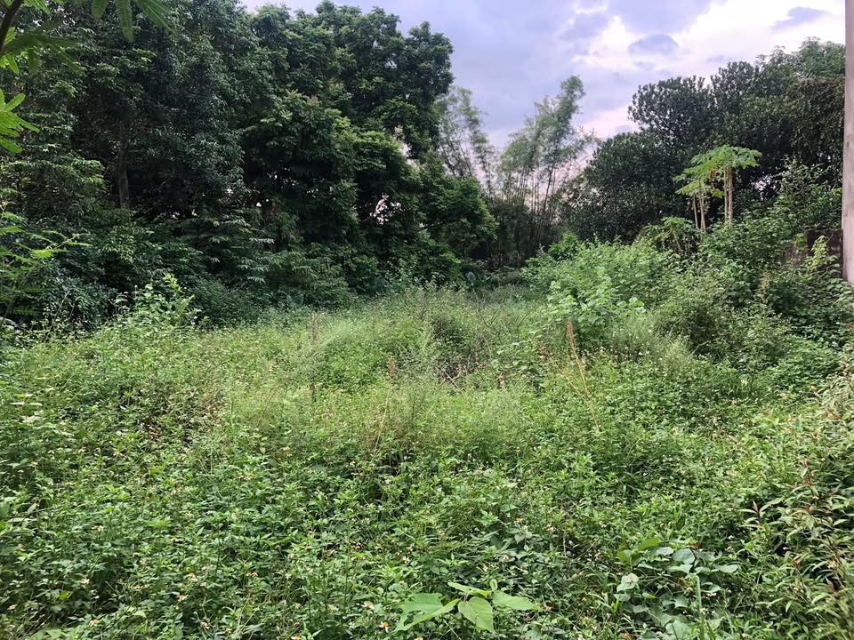 Đất mặt tiền kinh doanh Thanh Vỵ, Sơn Tây 510m² giá 6.65 tỷ - Đầu tư sinh lời ngay!