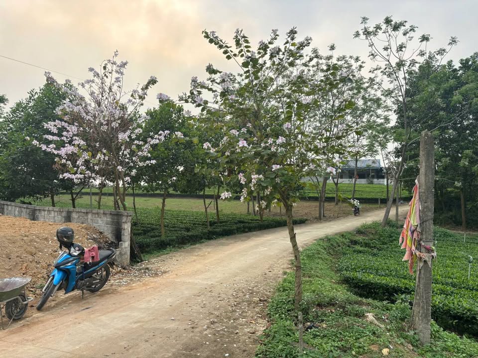 Đất thổ cư 600m² tại Minh Lập, Đồng Hỷ chỉ 1 tỷ - Cơ hội đầu tư tuyệt vời!