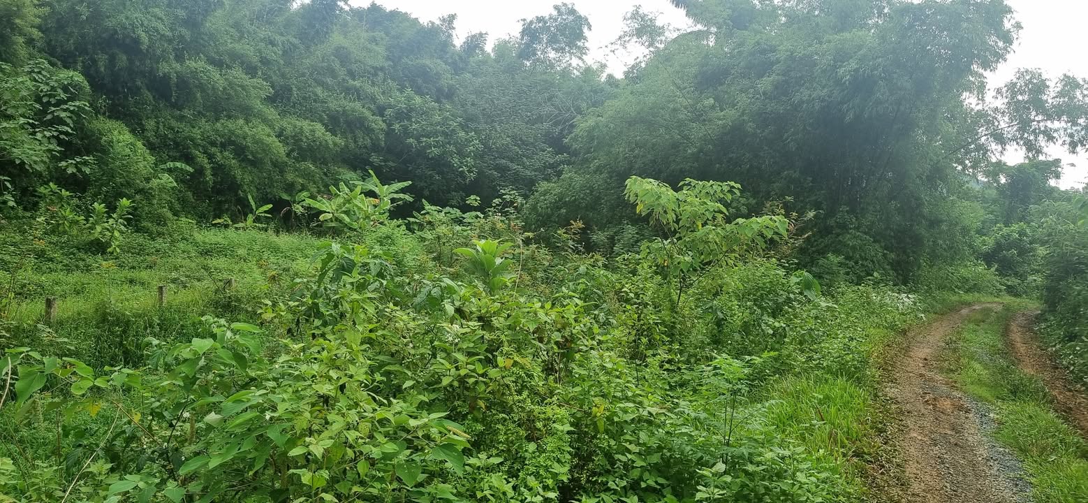 Đất vườn Tiến Xuân Thạch Thất 966m² giá 2.898 tỷ - Cơ hội đầu tư hấp dẫn!