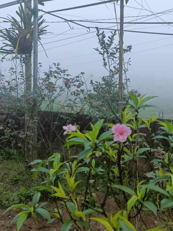 Đất vườn Hòa Bắc Đà Nẵng 2800m² giá 6.2 tỷ - Cơ hội đầu tư hấp dẫn!