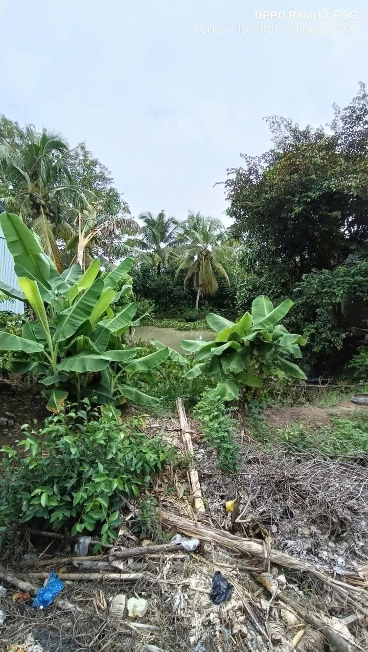 Đất nền mặt tiền đường Huyện lộ 65B, xã Thạnh Lộc, 297m² giá 297.5 triệu - Sổ hồng riêng, không tranh chấp!