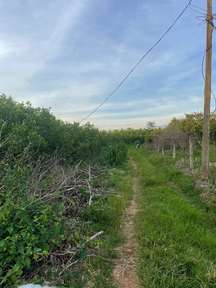 Đất farm 2,8ha Nghĩa Hồng, Nghĩa Đàn - Giá thỏa thuận hấp dẫn!