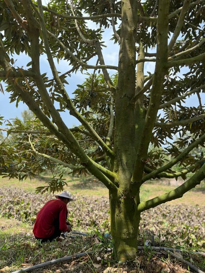 Đất thổ cư 550m² xã Mỹ Quý giá 800 triệu - Khuôn viên đẹp, tiềm năng phát triển!