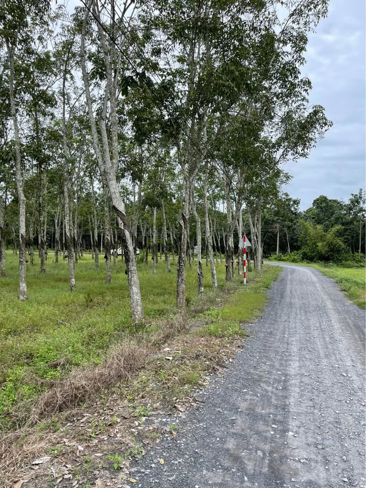 Đất nền Hưng Thuận, Trảng Bàng 2660m² - Chính chủ, giá thỏa thuận!