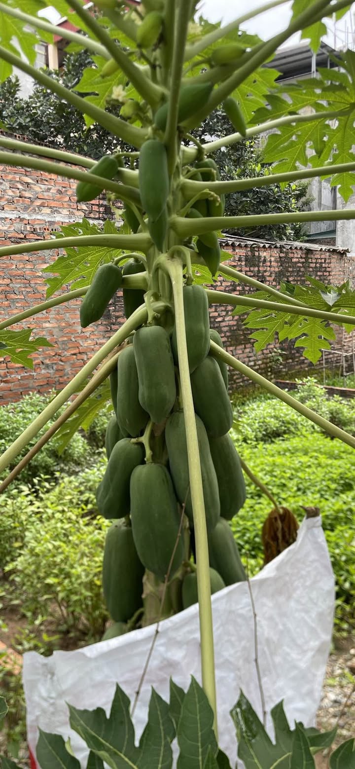 Đất thổ cư 99,5m² Thôn Sen Hồ - Giá chỉ 4.75 tỷ - Vị trí trung tâm, tiện ích đầy đủ!