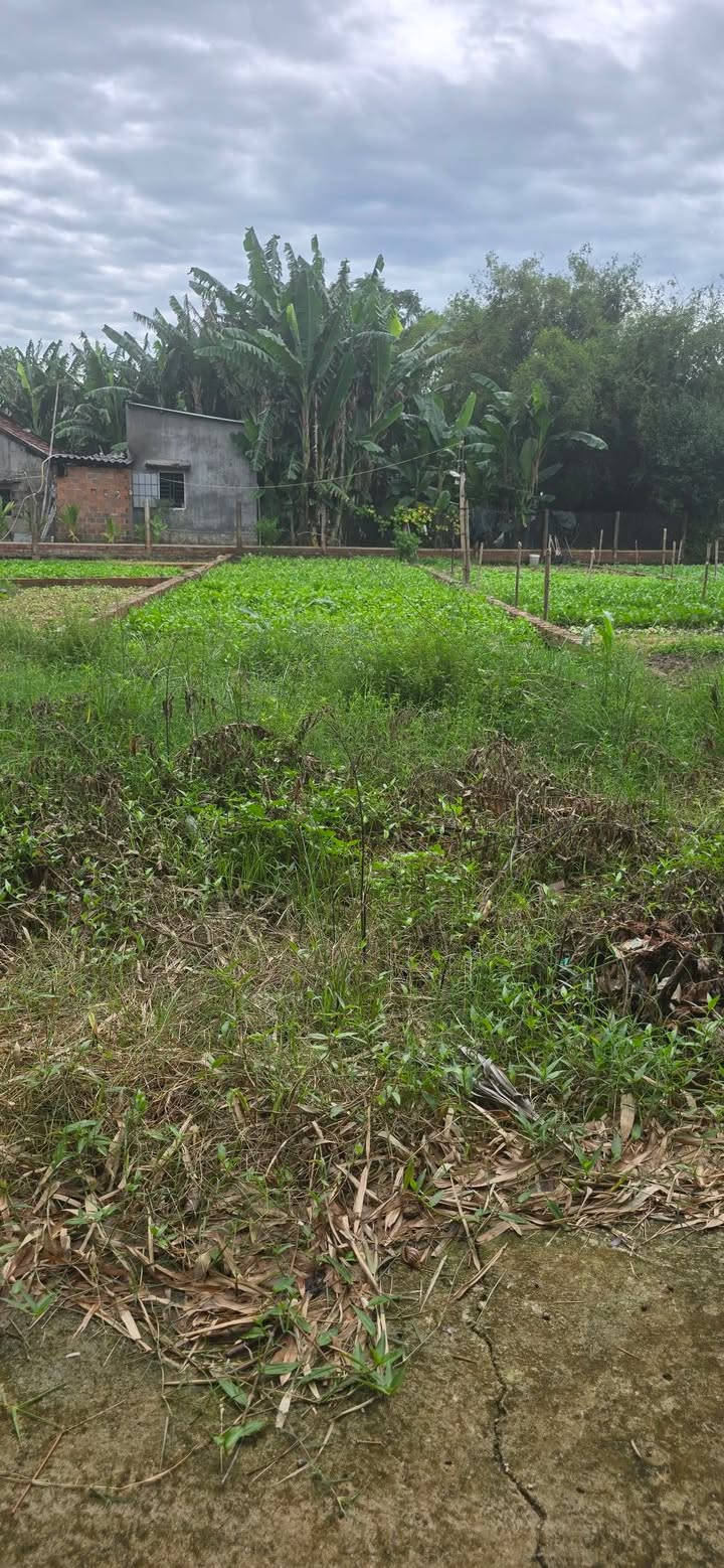 Đất nền Phước Hiệp Tuy Phước 125m² giá chỉ 3xx triệu - Cơ hội đầu tư tuyệt vời!