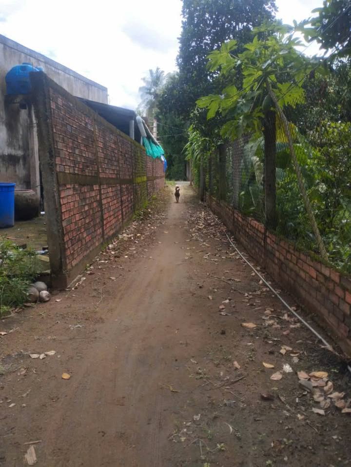 Đất nền 515,5m² tại Vang Quới Đông, Bình Đại - Giá chỉ 350 triệu VND!