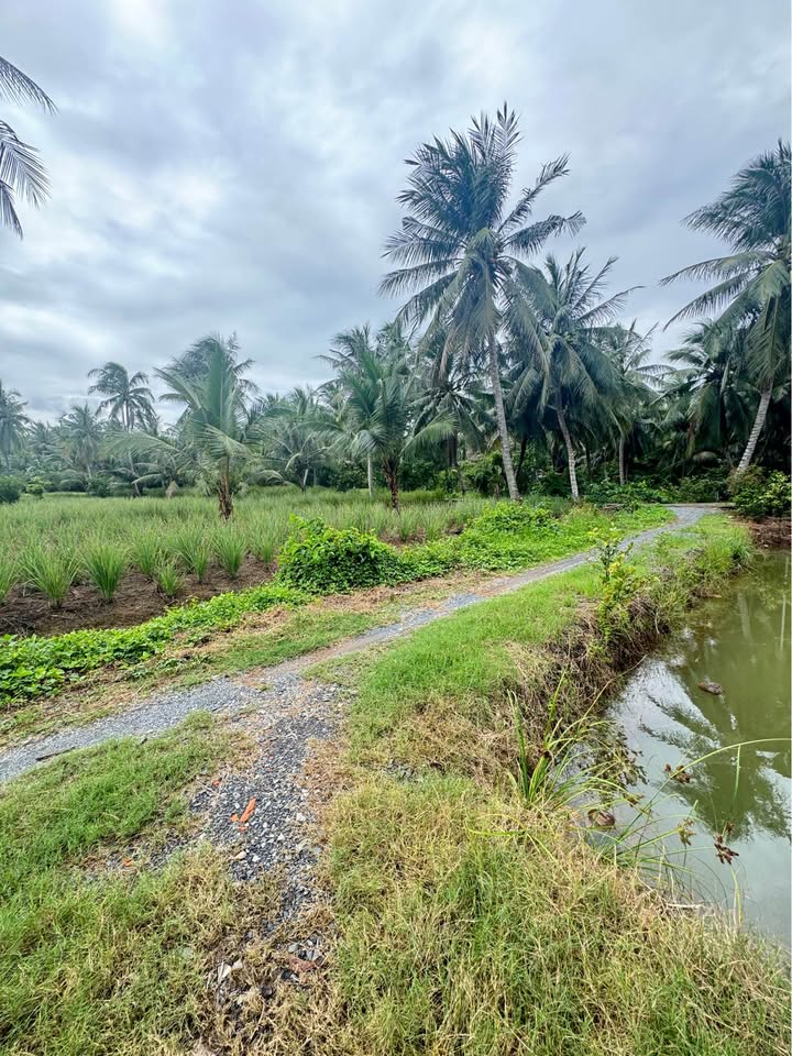 Đất vườn Tân Phú Đông 500m² chỉ 250 triệu - Cơ hội đầu tư tuyệt vời!