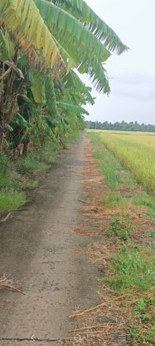 Đất vườn mặt tiền 90m tại Mỹ Đông, Tháp Mười - Chỉ 300 triệu!