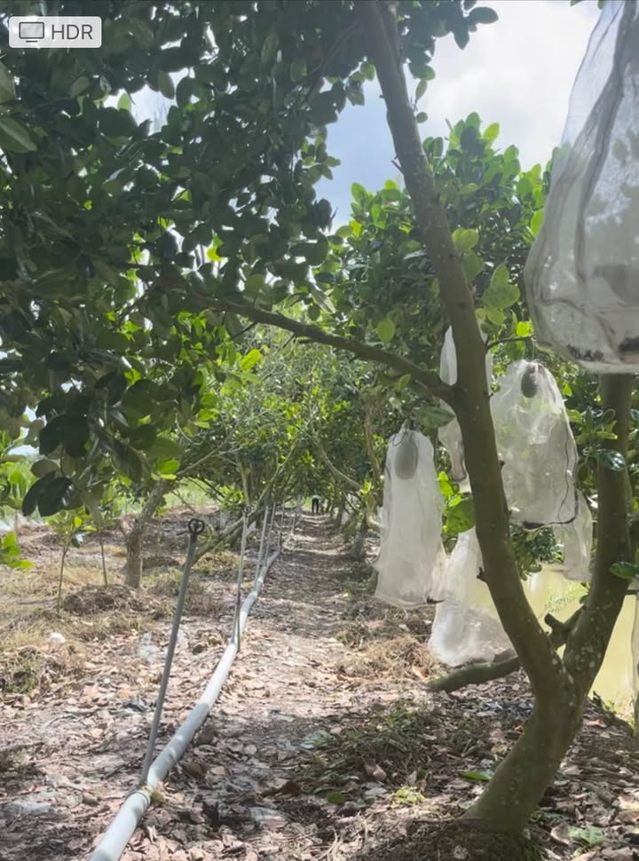 Đất CLN có vườn mít tại xã Tân Dương, 1500m² giá 600 triệu - Đầu tư sinh lời ngay!