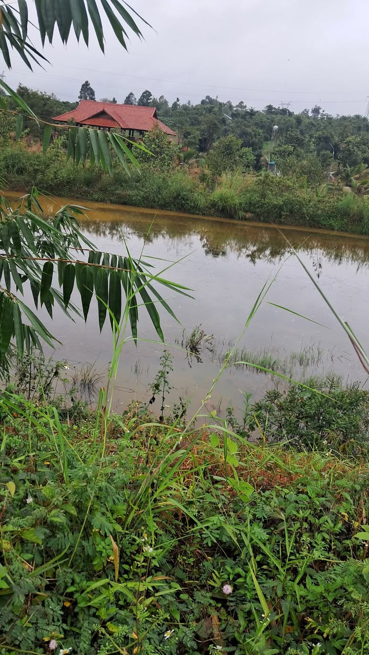 Đất rẫy Đắk Ha 1620m² giá 1.2 tỷ - Cơ hội đầu tư hấp dẫn!