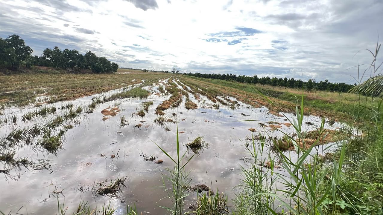 Đất lúa mặt tiền Tỉnh Lộ 910, 5384m² chỉ 550 triệu - Cơ hội đầu tư tuyệt vời!