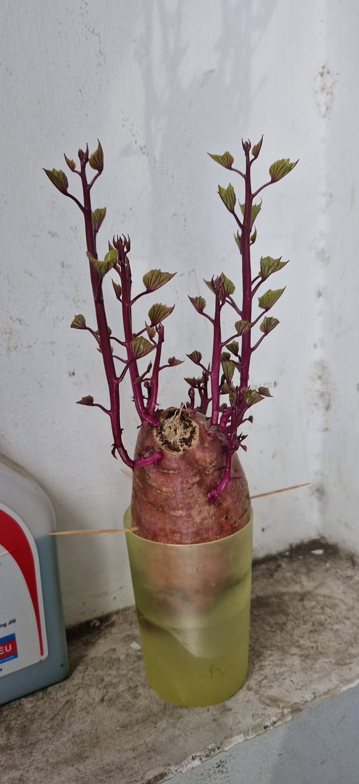 FrontHouse đường Số 12, phường Bình An, Quận 2 - Diện tích 341.6m² giá 92 tỷ - Đầu tư sinh lời ngay!