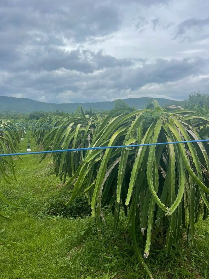 Đất Farm 7300m² tại Hàm Thạnh, Bình Thuận - Đầu tư sinh lời với thanh long