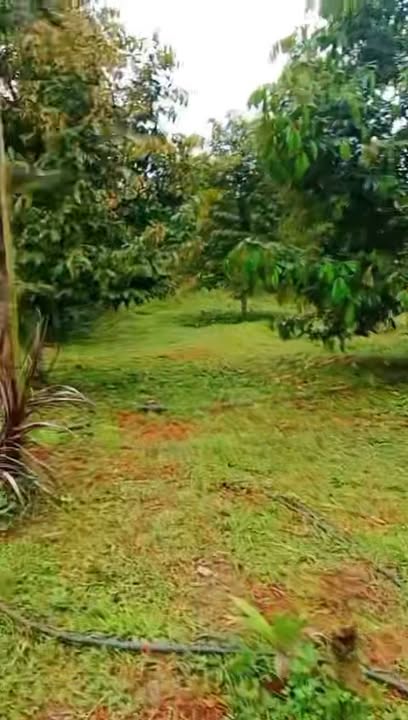 Đất Farm 9000m² đường ĐT 753B, Bình Phước giá 5.5 tỷ - Tiềm năng kinh doanh lớn!