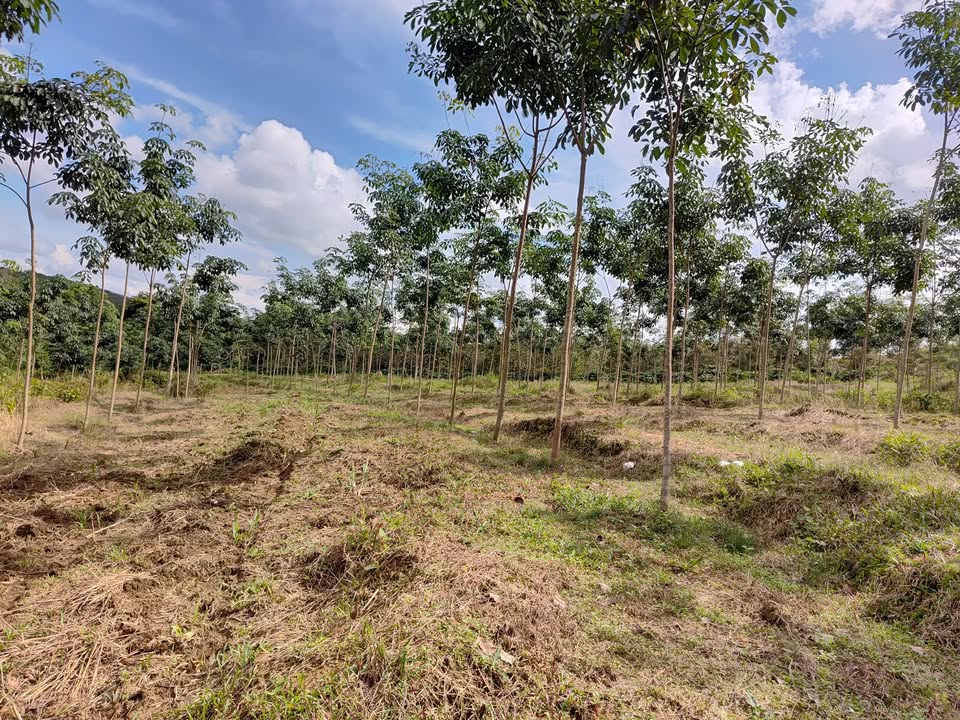 Farm 1.42ha cây cao su 3 tuổi tại Phú Sơn, Bình Phước - Giá chỉ 900 triệu!